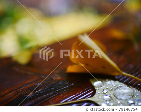落葉在雨中濕潤 落葉在雨中濕潤 79146754