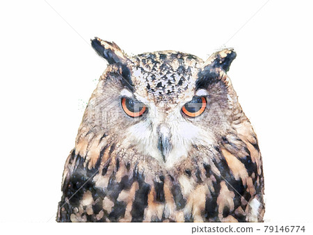 Portrait of yellow eye owl isolated on white background. Watercolor style. Portrait of yellow eye owl isolated on white background. Watercolor style. 79146774