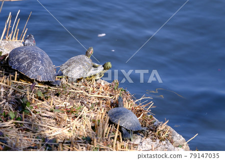 Turtles in Hana Expo Memorial Park 79147035
