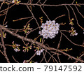 Cherry blossoms, branches and night 79147592