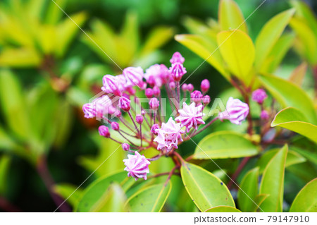 星形可愛花Kalmia 星形可愛花Kalmia 79147910