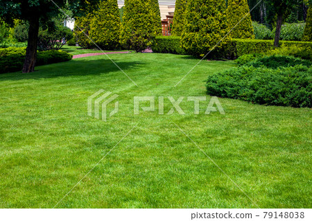 a park with evergreen arborvitae thujas and evergreen hedge among the deciduous trees of the garden and a lawn on a meadow with grass on a sunny summer day, nobody. 79148038