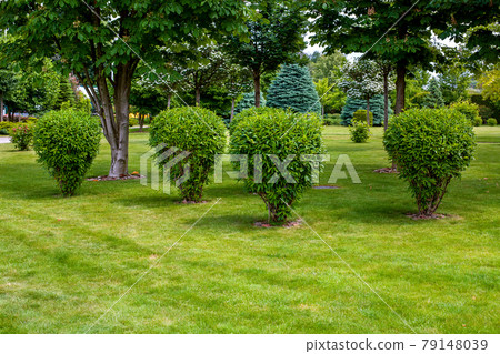 green deciduous bush in backyard garden bed, landscaped park with mulching plants and meadow lawn with copy space in the summer park, nobody. 79148039