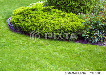evergreen arborvitae bush of thuja in a backyard flower bed, landscaped garden bed with lawn and copy space, nobody. evergreen arborvitae bush of thuja in a backyard flower bed, landscaped garden bed with lawn and copy space, nobody. 79148040