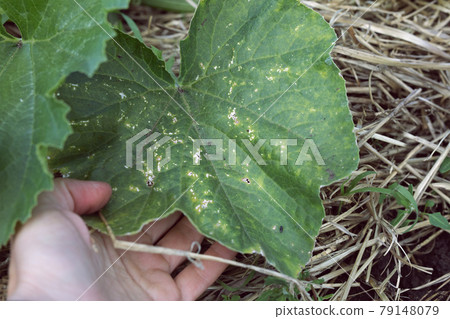Chrysomelidae leaf beetle eats green leaves, damaging agriculture. Cruciferous flea Chrysomelidae leaf beetle eats green leaves, damaging agriculture. Cruciferous flea 79148079