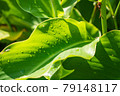 Green leaves with rain dew 79148117