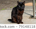 Black cat glaring 79148118