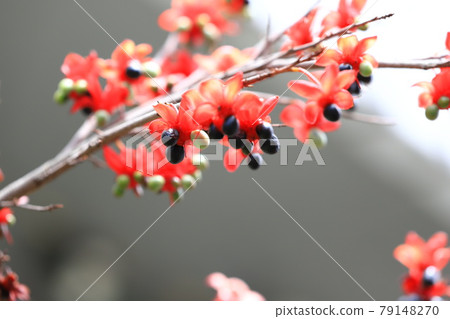 Cute Mickey Mouse Tree Cute Mickey Mouse Tree 79148270