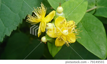 盛開的金絲桃 79149501