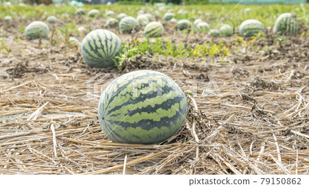Watermelons are growing in farmland in Yunlin, Taiwan 79150862