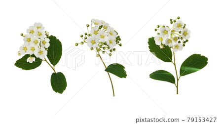 Set of spiraea chamaedryfolia flowers and leaves isolated 79153427