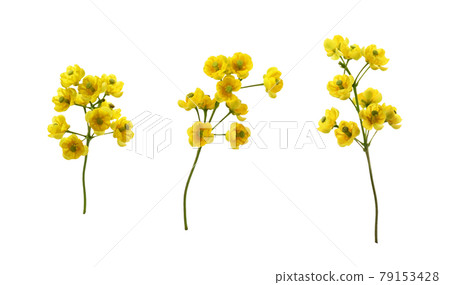 Set of small yellow flowers of berberis thunbergii isolated Set of small yellow flowers of berberis thunbergii isolated 79153428