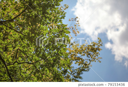 Looking up the oak (Quercus robur) tree, leaves visible against sunny sky. 79153436