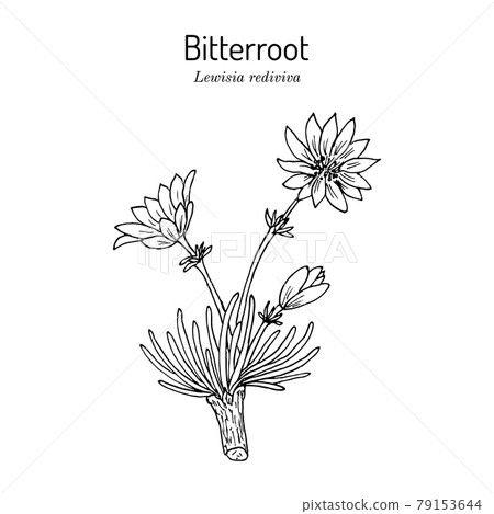 Bitterroot Lewisia Rediviva Official State Stock Illustration
