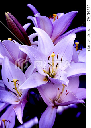 Shrub of Pink lily, vertical Shrub of Pink lily, vertical 79154813