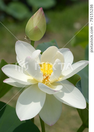 蓮花 蓮花 79155286