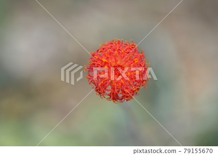 Hakuginryu Hakuginryu 79155670