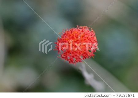 Hakuginryu Hakuginryu 79155671