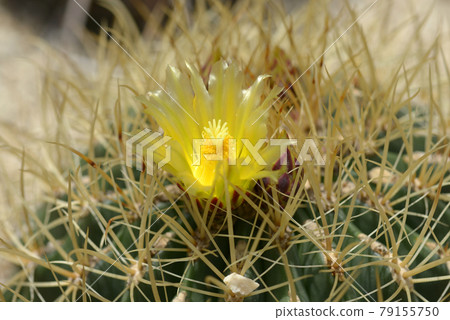 Cactus flower 79155750