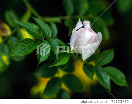 A close up of a flower 79155775