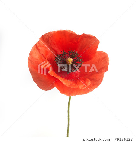 Bright red poppy flower isolated on white background. Bright red poppy flower isolated on white background. 79156128