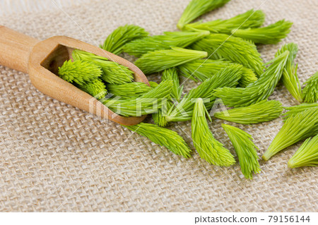 Fresh spruce shoots on the wooden spoon on woven linen background. Healthy food concept.  79156144