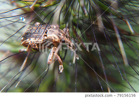 Octopus weevil 79156156