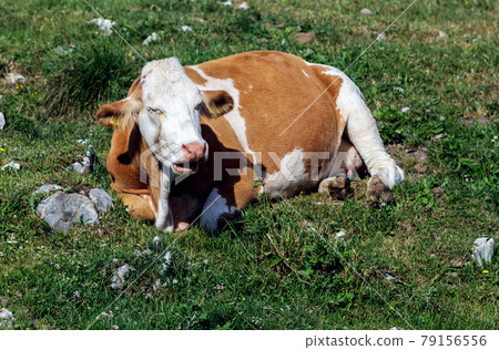 A cow in the mountains 79156556