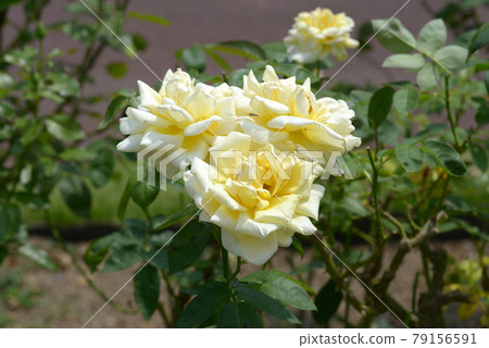 Tianjin Maiden Rose Flower 79156591