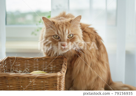 Red young cat is sitting on window background near straw basket, domestic pets concept 79156935