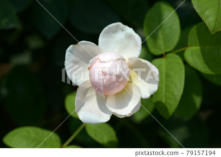 St. Cecilia rose flower 79157194
