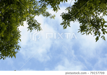 frame of tree branches against the blue sky with clouds frame of tree branches against the blue sky with clouds 79157709