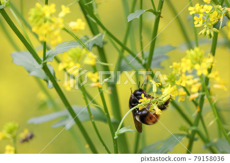 Bumblebee photographed in a rape field 79158036