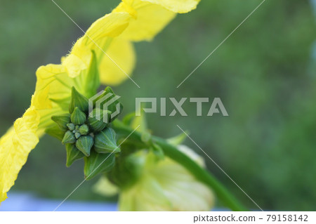葫蘆的黃色花蕾 79158142