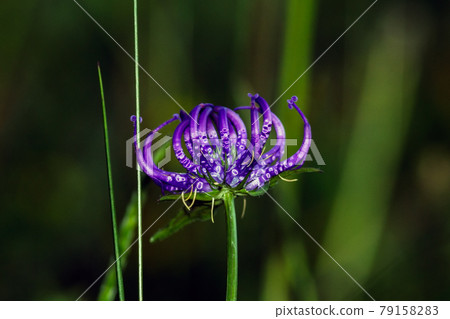 A Phyteuma hemisphaericum 79158283