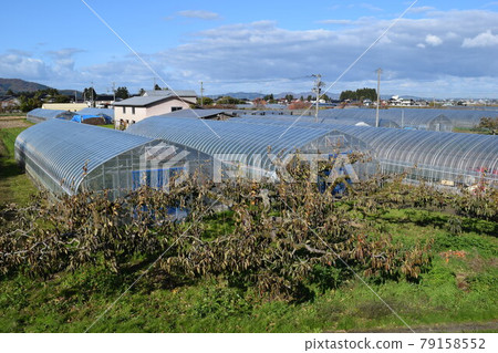 Greenhouse greenhouse cultivation 79158552
