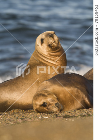 Mother and baby sea lion, Patagonia Mother and baby sea lion, Patagonia 79159453