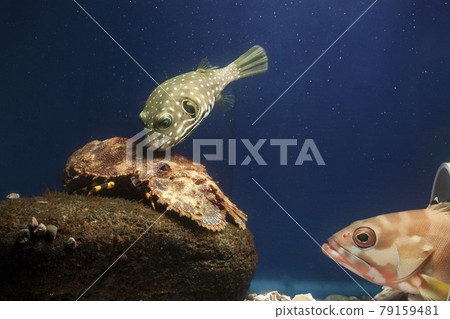 White-spotted puffer fish, puffer fish, grouper, elephant shrimp, shrimp White-spotted puffer fish, puffer fish, grouper, elephant shrimp, shrimp 79159481