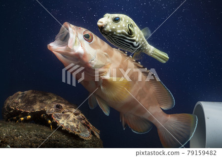 White-spotted puffer fish, puffer fish, grouper, elephant shrimp, shrimp White-spotted puffer fish, puffer fish, grouper, elephant shrimp, shrimp 79159482