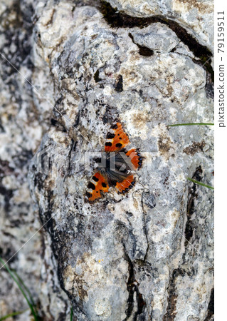A camouflaged butterfly A camouflaged butterfly 79159511