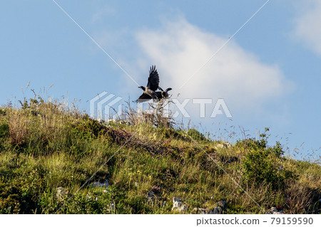 A crow on a wooden pole A crow on a wooden pole 79159590