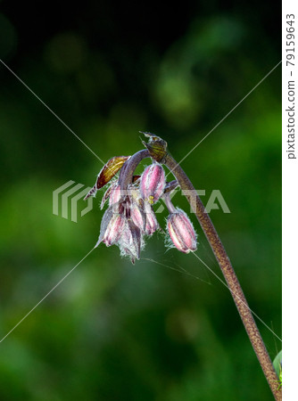 A close up of a flower 79159643