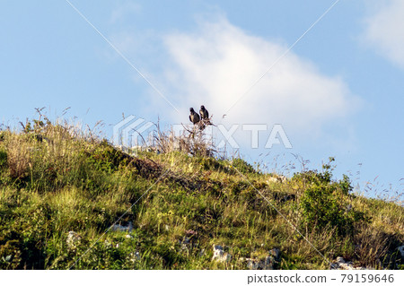 Two crows on a wooden pole Two crows on a wooden pole 79159646