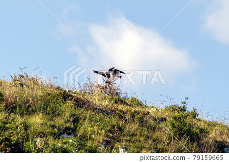 A crow on a wooden pole A crow on a wooden pole 79159665