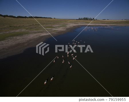 Flamingos in patagonia , Aerial View Flamingos in patagonia , Aerial View 79159955