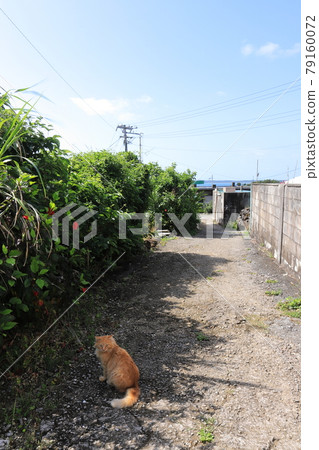 沖繩宮古島市大神島町可愛貓 沖繩宮古島市大神島町可愛貓 79160072