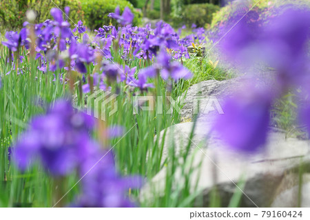 Beautiful iris flower field 79160424