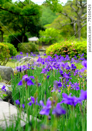 美麗的吉野公園與盛開的鳶尾花 美麗的吉野公園與盛開的鳶尾花 79160426