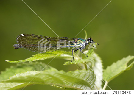 Asahina kawatombo Asahina kawatombo 79160478