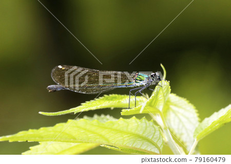 Asahina kawatombo 79160479